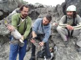 Aumenta la población de cormorán moñudo, una especie amenazada, en Isla Grosa