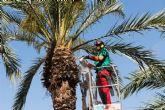 El Ayuntamiento abre la temporada de poda de palmeras