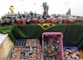 La Guardia Civil desmantela tres invernaderos clandestinos dedicados al cultivo de cactus alucinógenos