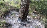 Efectivos del Plan Infomur se encuentran trabajando en un incendio forestal declarado en el paraje 
