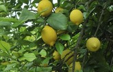 Realizan un ensayo con clones de limón Verna como alternativa a las producciones tradicionales del Guadalentín