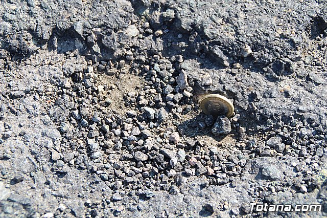 Mejorarn la carretera Aledo-Bullas en la zona de acceso al Parque Regional de Sierra Espuña - 12