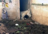 La Guardia Civil investiga a una vecina de Jumilla por la muerte de dos caballos por inanición