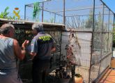 La Guardia Civil recupera más de medio centenar de aves fringílidas capturadas furtivamente en Murcia