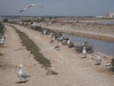 Aumenta el número de parejas de aves que crían en el Parque Regional de las Salinas y Arenales de San Pedro del Pinatar