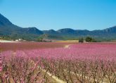Agromarketing lanza sus experiencias tursticas para disfrutar de la Floracin de Cieza y el Valle de Ricote