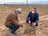 La Comunidad estudia la implantación del pistacho como un cultivo alternativo en la comarca del Altiplano