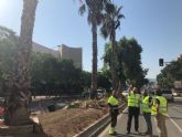 Parques y Jardines poda más de 20.000 palmeras para garantizar la seguridad de los vecinos