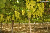 La producción de uva de mesa genera 120 millones y más de 15.000 empleos en la Región