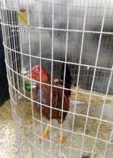 La Guardia Civil desmantela en Águilas un tentadero ilegal dedicado a peleas de gallos