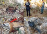 La Guardia Civil rescata a un zorro atrapado en un cepo
