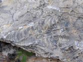 Hallan en Cehegín el fósil de vertebrado más antiguo localizado hasta ahora en la Región