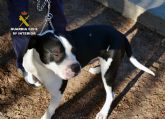 La Guardia Civil detiene al propietario de dos perros de raza peligrosa que atacaron a un vecino