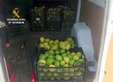 La Guardia Civil esclarece la sustracción de dos toneladas de limón con nueve detenidos