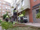 Comienza la campaña de plantación de más de 800 árboles en Murcia y pedanías