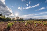 Récord de comercialización para los vinos DOP Jumilla en 2021