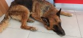 Rescatan de un pantano de Sierra Espuña a un perro que fue robado en Molina