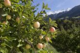 La manzana, un bocado de salud respetuoso con el medio ambiente, según Val Venosta