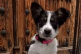 La importancia de educar a un perro desde cachorro, con Asociación Española de Perros de Apoyo