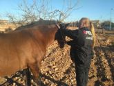 Policia locales intervienen un caballo suelto en la carretera de San Isidro a Cuesta Blanca