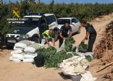 La Guardia Civil desmantela una plantación con más de 2.000 plantas de marihuana en Ulea