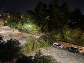Un pino de grandes dimensiones de la Residencia Domingo Sastre se desploma sobre la Alameda de Cervantes sin ocasionar daños