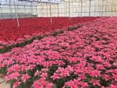 Durante la primera semana de diciembre se iniciará la plantación de las flores de pascua en las plazas y jardines del municipio