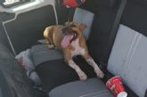 Rescatado un perro que se encontraba encerrado en el interior de un vehículo expuesto al sol