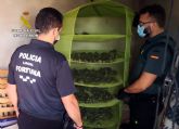 La Guardia Civil desmantela en Fortuna un grupo dedicado al cultivo ilícito de marihuana
