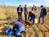 Los buenos resultados de los cultivos experimentales de trufa negra abren una nueva alternativa a la agricultura de Caravaca