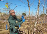 La Guardia Civil investiga a un agricultor por la multiplicacin de material vegetal protegido sin autorizacin