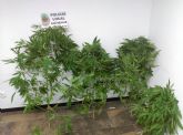 La Policía Local de Cehegín se incauta de una plantación de marihuana gracias a la colaboración ciudadana