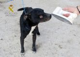 La Guardia Civil investiga a un vecino de Cartagena por el abandono de un perro de raza potencialmente peligrosa