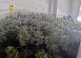 La Guardia Civil desmantela en un piso de Fortuna un invernadero con más de un centenar de plantas de marihuana