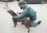La Guardia Civil investiga a los dueños de dos perros que resultaron muertos a causa de un atropello