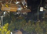 La Guardia Civil desmantela en Pliego una plantación indoor de marihuana