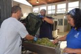 La UPCT vendimia un 25% más de uva Merseguera para su vino Tomás Ferro