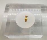 El colgante de oro fenicio hallado en la playa de La Isla se muestra durante un mes en el Museo Arqueológico de Murcia