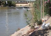 La Dirección General del Agua del MITECO adjudica el contrato de estudio integral del estado de conservación y niveles de seguridad del encauzamiento del río Segura