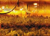 La Guardia Civil desmantela dos viviendas dedicadas al cultivo de plantas de marihuana en Cieza