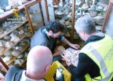La Guardia Civil recupera cerca de 20.000 piezas arqueológicas y paleontológicas
