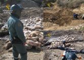 La Guardia Civil esclarece un delito contra los recursos naturales y el medio ambiente en una granja de cerdos de Mazarrón