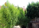 La Guardia Civil desmantela en Murcia un invernadero clandestino dedicado al cultivo ilícito de marihuana