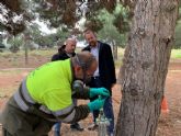 El Ayuntamiento protege sus más de 2.500 de pinos de la conocida oruga de la ´procesionaria´