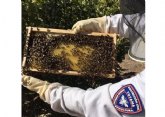 La Unidad de Apicultura de Protección Civil de Totana activa el dispositivo de recogida de enjambres de abejas coincidiendo con la floración primaveral