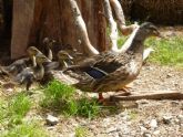 Terra Natura aumenta su familia de aves con el nacimiento de 15 crías de patos en plena primavera