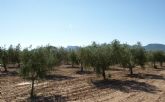 Agricultura desarrolla en Jumilla un proyecto sobre la calidad del aceite de diversas variedades de olivo