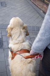 La Fundación ONCE del Perro Guía cumple 30 años con 23 perros en la Región de Murcia