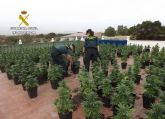 Cae en Fuente Álamo un grupo delictivo dedicado al cultivo ilícito de marihuana