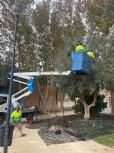 El Ayuntamiento de Lorca recolecta, por tercer año consecutivo, la oliva de los parques y jardines municipales cuyo aceite será repartido entre distintas entidades sociales